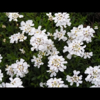 Corbeille d'argent, Iberis Sempervirens (fam Brassicacees) (Europe meridionale) (2)